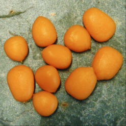 Enterprise Tackle Enterprise Pop-Up Maize Mixed Sizes