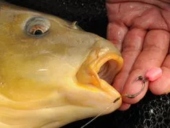 Korda Slow Sinking Dumbells 13 Korda Slow Sinking Dumbells -Rods Shop 1381413779 1