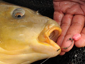 Korda Slow Sinking Dumbells 7 Korda Slow Sinking Dumbells - Image 7