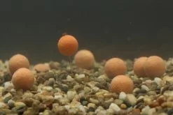 Mainline Balanced Wafters -Rods Shop 1396552706 3