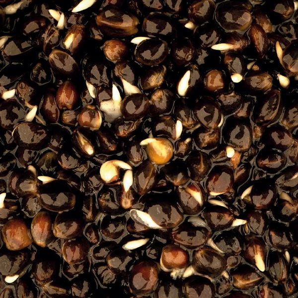 Nash Oily Hemp 2 Nash Oily Hemp - Image 2