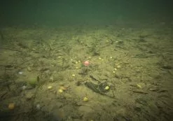 ESP Artificial Buoyant Boilies -Rods Shop 52g4a23a636621633626926868