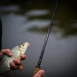 Guru Aventus Steve Ringer Light Feeder Rods -Rods Shop 5ygm33sp638106771681742688