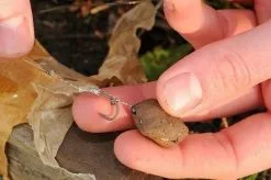 CC Moore Belachan Paste Block -Rods Shop eyl20qcn635528937630974720