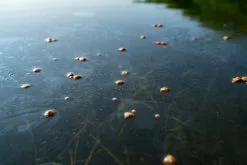 Skrettings Skettings Floating Expander Pellets -Rods Shop j5g5mc0l636983623478422650