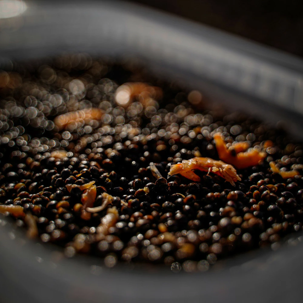 Munch Baits Hemp & Krill 2 Munch Baits Hemp & Krill - Image 2