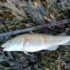 Anyfish Anywhere Estuary MK2 Rods