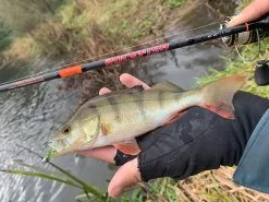 HTO Rockfish Rods -Rods Shop vommyx5q636827163658584081