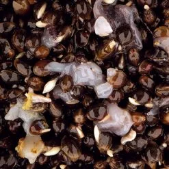 Nash Scopex Squid Hemp -Rods Shop z4gdrrr0637787086494889392